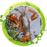 live-crayfish２.jpg