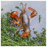 Chiese live crayfish 